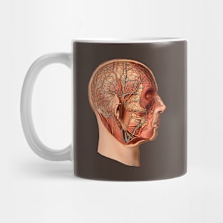 Medical illustration from atlas of human anatomy Mug